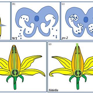 Two Types Of Functional Male Sterility In Tomato A A Schematic Draw