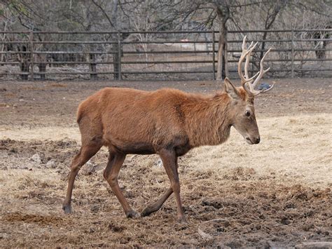 Bactrian Deer Atelier Yuwaciaojp