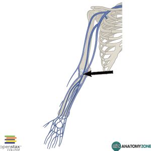 median cubital vein Archives - AnatomyZone