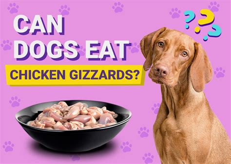 Can Dogs Eat Chicken Gizzards? Vet-Verified Facts & FAQ – Dogster