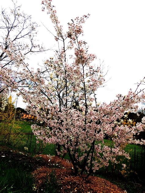 OltreCoscienza Andrea Nicola Fioriture Primaverili 2015 Al Giardino