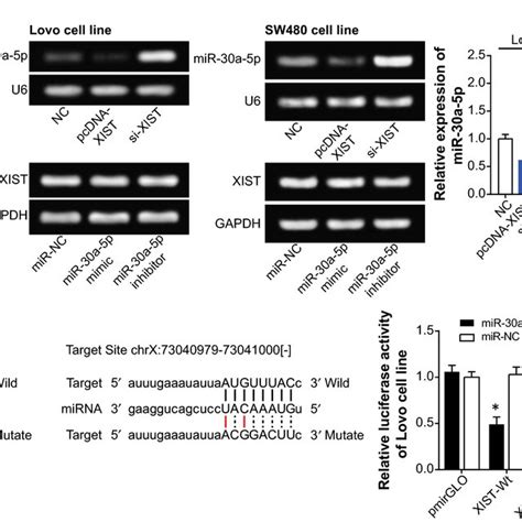 The Relationship Between Xist And Mir A P In Colorectal Cancer