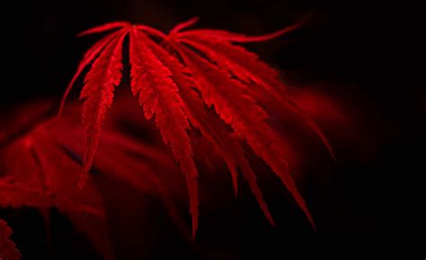 Red Leaf Fall Wallpapers - Wallpaper Cave