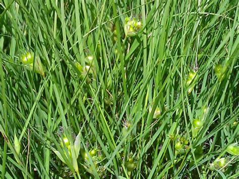 Texoka Buffalograss