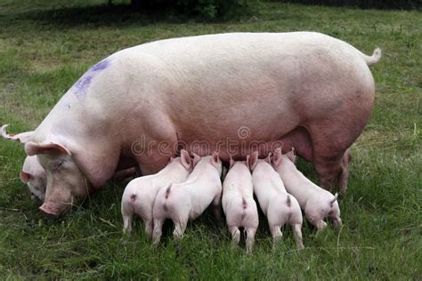 Los Peque Os Cochinillos De Los Cerdos Pastan Libremente En El Verano