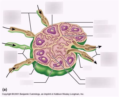 Lymph Node Diagram Quizlet