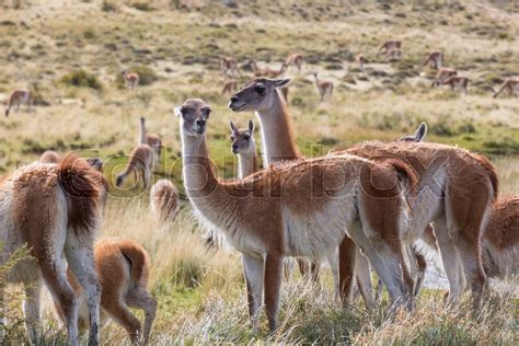 Wild Guanaco Lama Guanicoe In Stock Image Colourbox