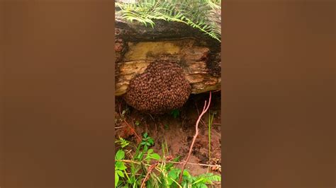 cerena bee swarming  goviral nature youtube