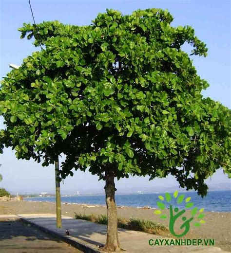 cay bang nhot bang la  bang viet nam cay xanh dep