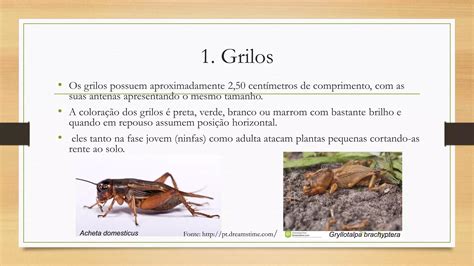 Especies De Grilo - Taxonomia, morfologia e sistemática de insetos-pragas | PDF