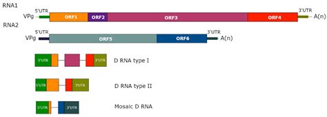 Viruses Free Full Text Defective Rna Particles Of Plant Viruses