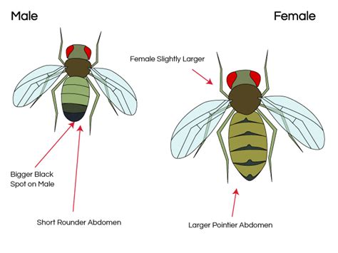 Fruit Fly Life Cycle