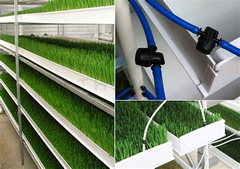 Hydroponic Microgreen Trays Sprouting Barley Fodder Growing Systems Thump