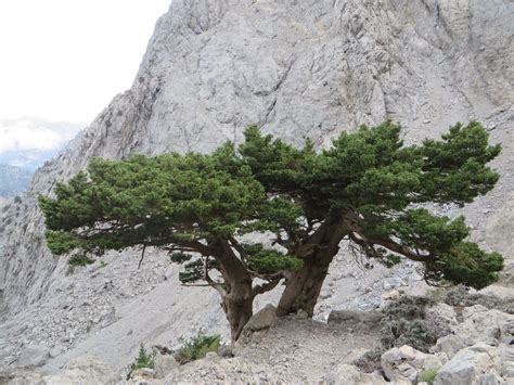 Cypress Trees 2015 Crete Greece Photo By Janis Skadins Cypress