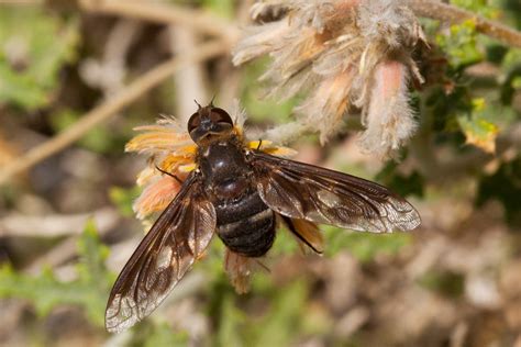 Bombyliidae North American Hornet Screening Tool