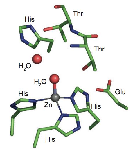 Carbonic Anhydrase