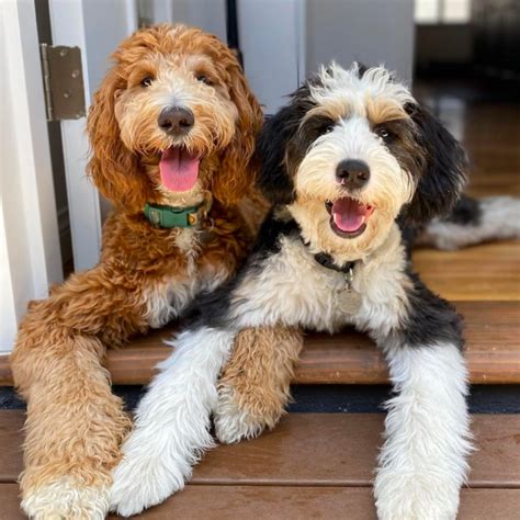 Bernese Mountain Dog Poodle Mix Cuddly Kind Fluffy Friend