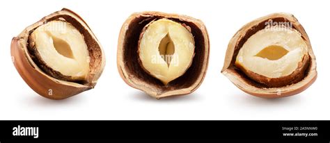 Collection Of Halves Hazelnut In Broken Shell Isolated On A White