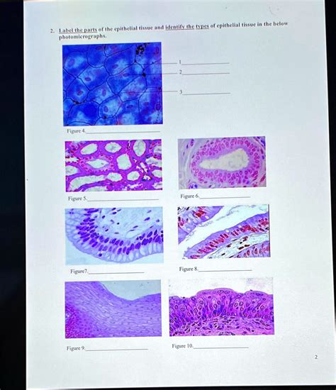 Solved Texts 1 Label The Parts Of The Epithelial Tissue And Identify