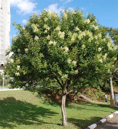 Selección De Los Mejores árboles De Sombra Y Poca Raíz Para Jardines