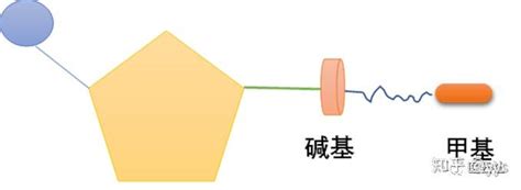 一文让你了解去甲基化药物地西他滨与阿扎胞苷 知乎