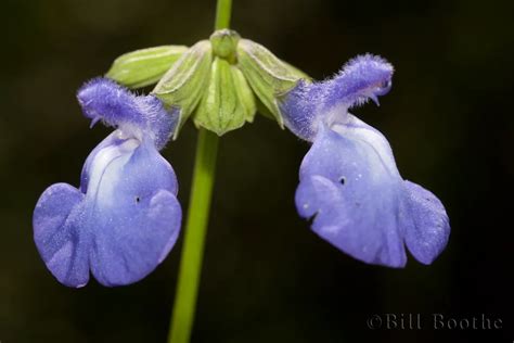 Azure Blue Sage | Wildflowers | Nature In Focus