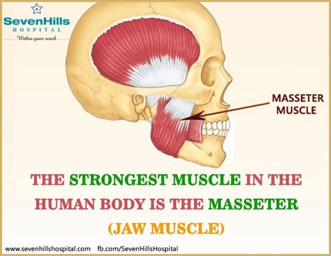 The Strongest Muscle In The Human Body Is The Masseter Jaw Muscle