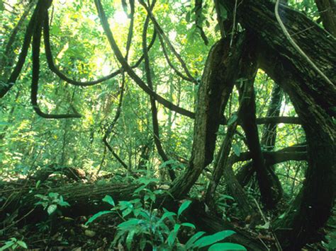 Woody Vines Limit How Much Carbon Tropical Forests Sequester Eos