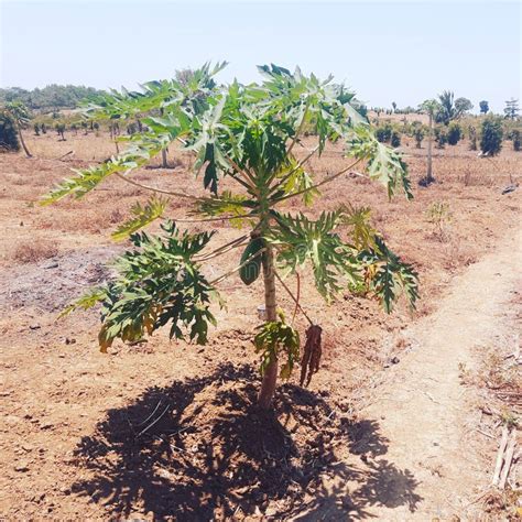 The Dry Season Is Hot And Dry In Indonesia Stock Image Image Of