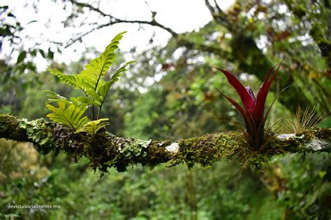 Revista Socialmente Bosque Mes Filo De Monta A