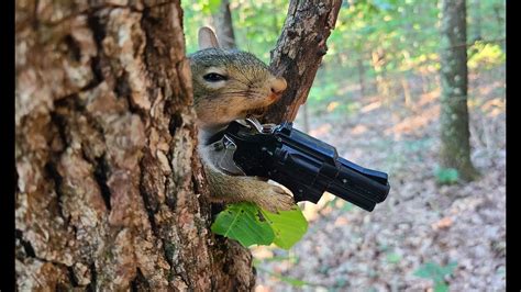 Funny Squirrels With Guns