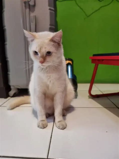 Himalaya Shorthair Red Point Jantan Hewan Peliharaan 915540748