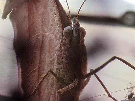 Spider Web ( Macro Shot ) : r/macrophotography