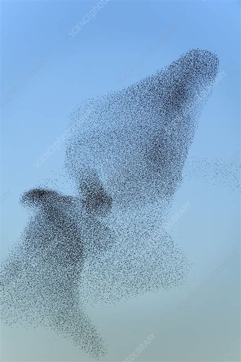 European starling flock - Stock Image - C014/3057 - Science Photo Library