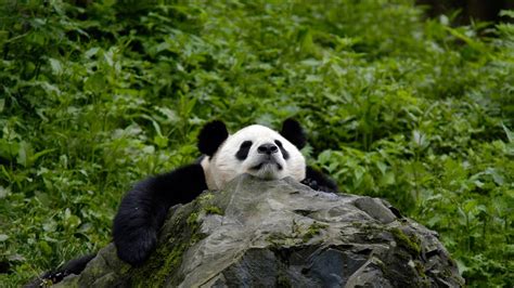 Grosser Panda Liebenswerter Vegetarier Wwf Schweiz