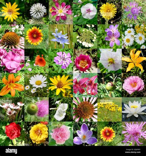 Top 999 Different Flowers Images Amazing Collection Different