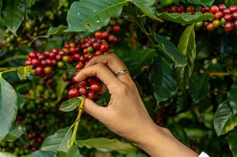 Premium Photo Arabica Coffee Berries With Agriculturist Hands Robusta