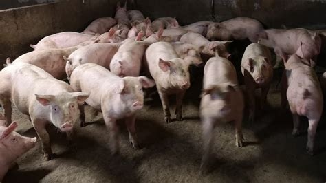 NI Sees Largest Pig Population In 10 Years Agriland Ie