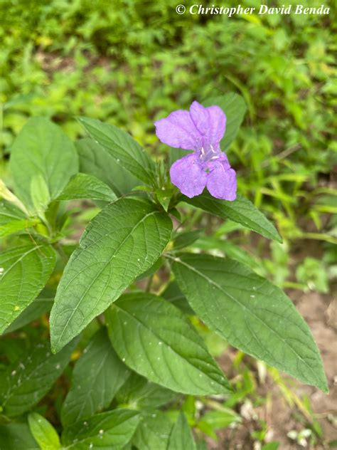 Ruellia caroliniensis | Illinois Botanizer