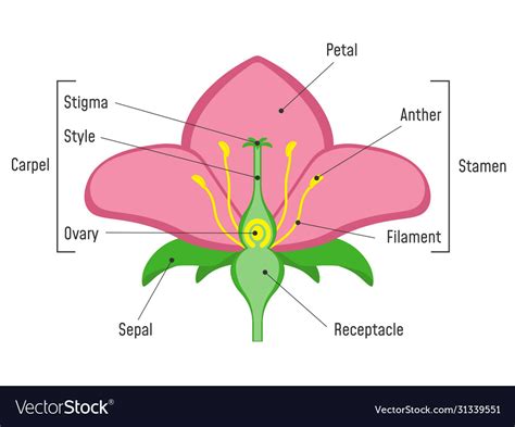 Label The Structures In The Diagram Of A Flower Parts Of A