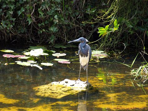 Everglades National Park (Shark Valley) - HawkeBackpacking.com