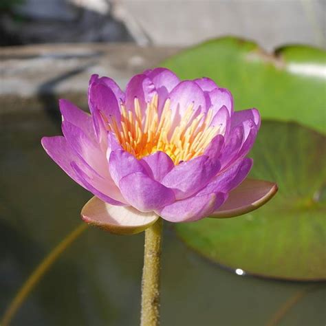 Nymphaea Queen Sirikit ISG Waterlily