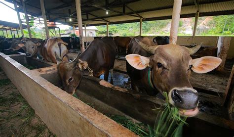 usaha ternak sapi  pemula  menguntungkan