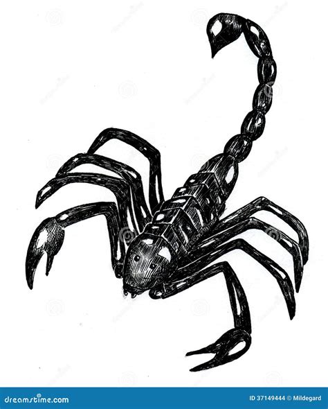 Black Scorpion Stock Images Image 37149444