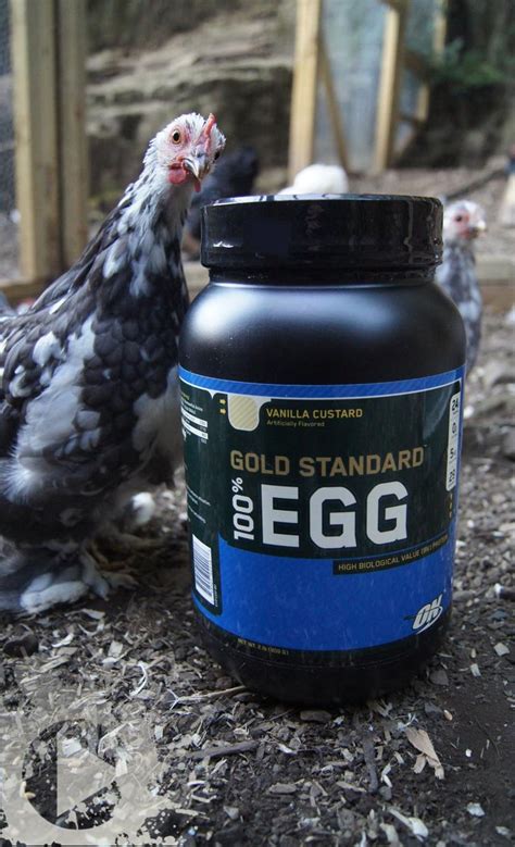 Optimum Nutrition Egg Protein High Quality Protein From Chickens