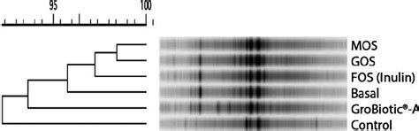 Denaturing Gradient Gel Electrophoresis Of Bacterial 16s Rdna Amplicons Download Scientific