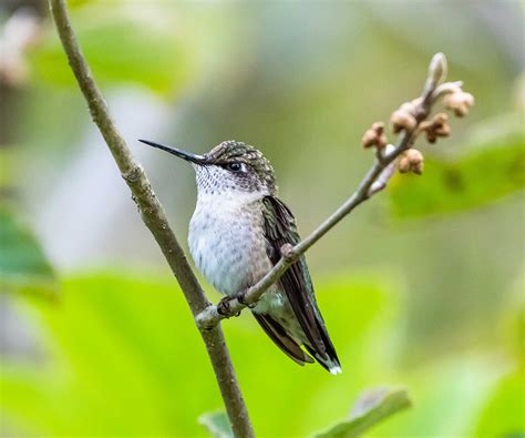 Hummingbird Perches How To Offer Them In Your Backyard Hummingbird