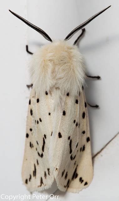 White Ermine Moth 1 Flickr Photo Sharing