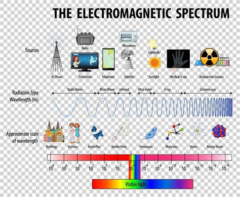 Diagram För Elektromagnetiskt Spektrum För Vetenskap Vektor