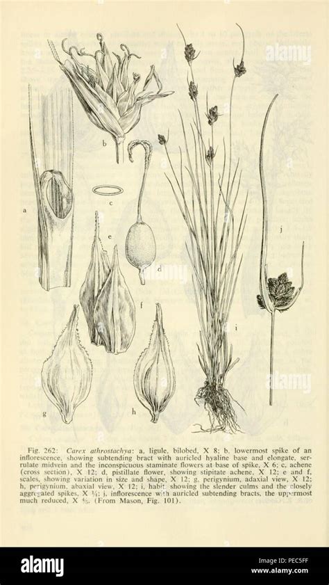 Aquatic and wetland plants of southwestern United States (Page 510 ...